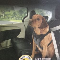 Large Dog Accessories ( leash & seatbelt harness) Pup Not Included :)