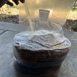 Sterilized Substrate For Mushrooms Cultivation