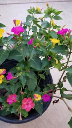 Plants For Sale