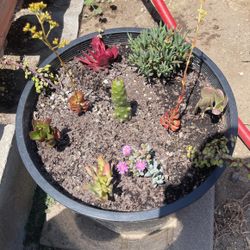 Succulent Mix