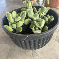 Succulent Plant 
