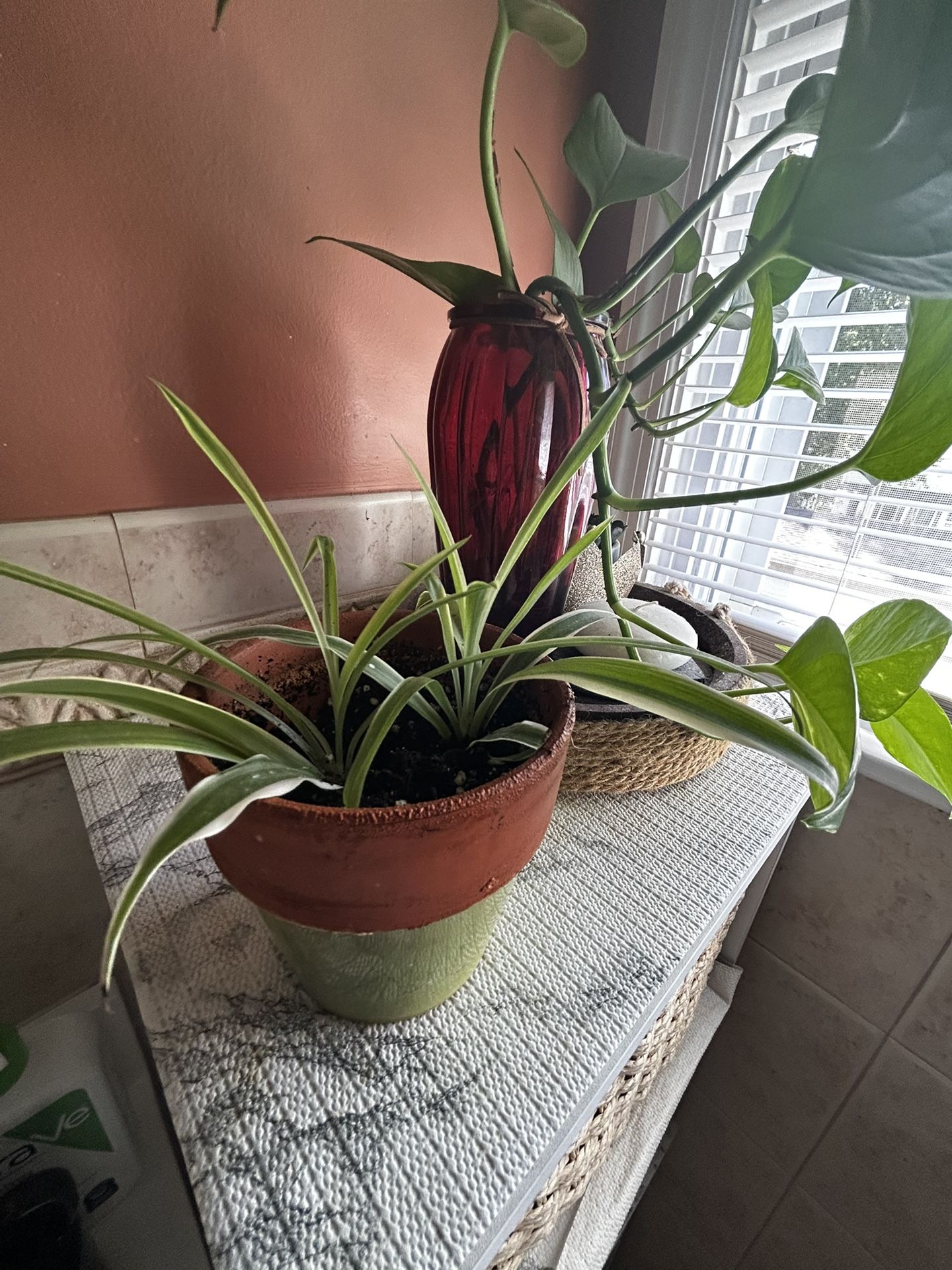 Spider Plant