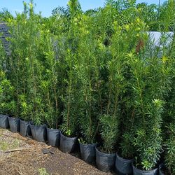 Huge Podocarpus Over 4 Feet Tall Instant Privacy Hedge For Fence
