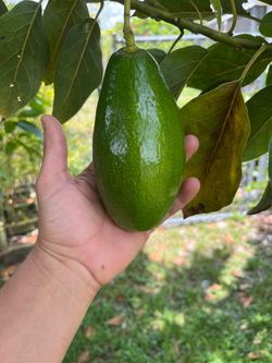 Fresh Large Green Avocado