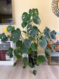 Large Monstera Plant