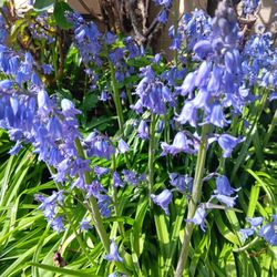 Perennial Plants 