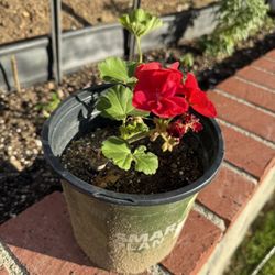 Geraniums For Sale! Red, Pink, White And Purple Rose