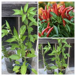 Fruiting Spicy Hot Thai Dragon Pepper 🌶️ Peppers Chili Veggie Vegetable