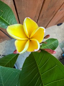 Plumeria