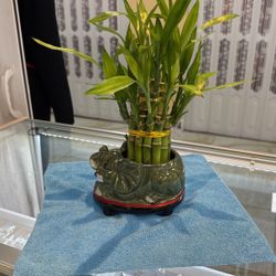 Bamboo