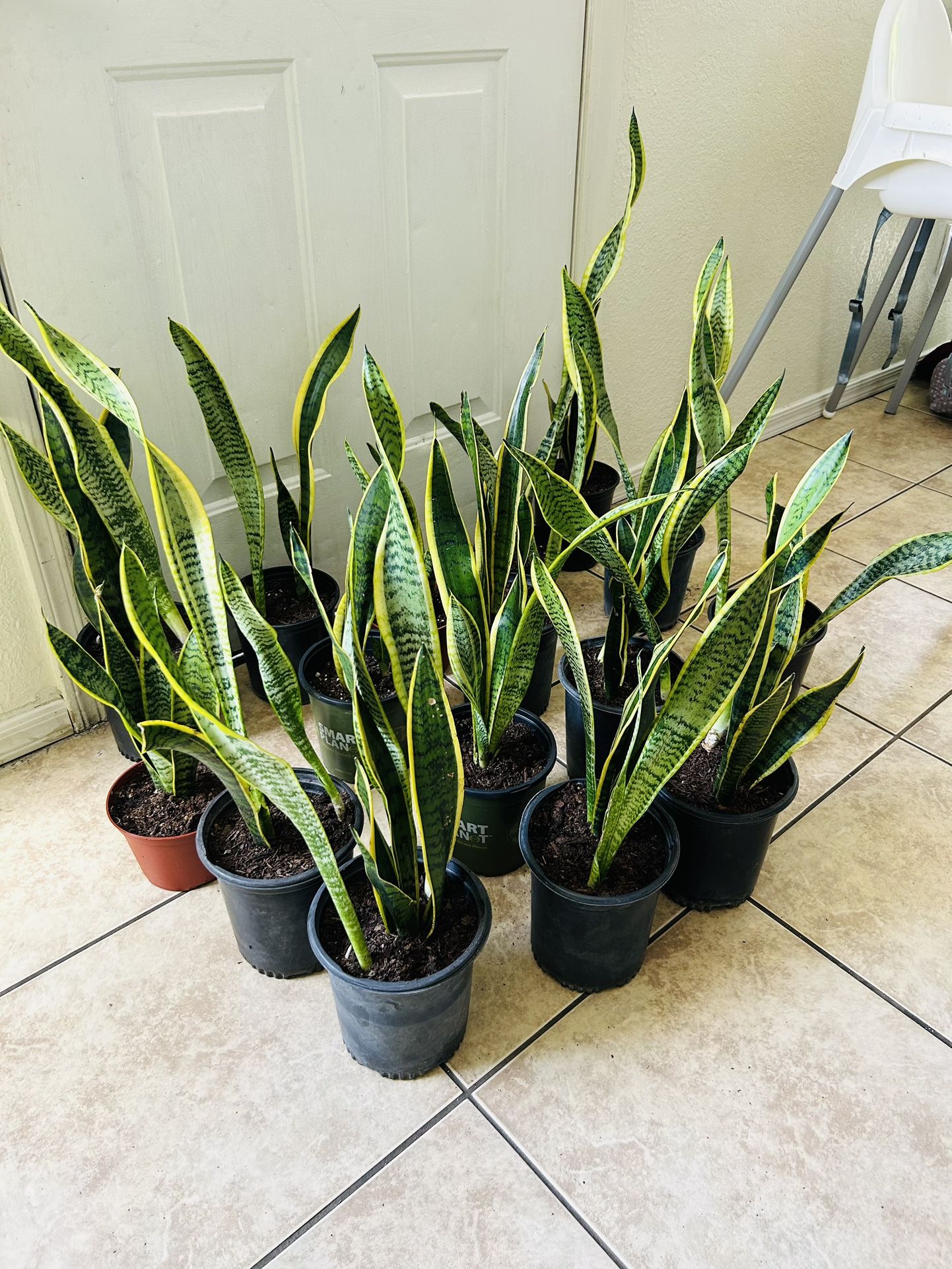Snake Plants 10 Each