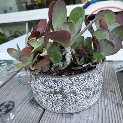 Succulent Plant In A Ceramic Pot $8