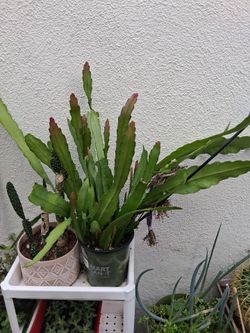 Epiphyllum Cactus Plant in Nursery Pot