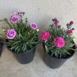 Dianthus Outdoor Full Sun Plants, In 1 Gallon Pot  $10 Each Plant Pick Up Only