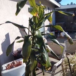 Indoors And Outdoors House Plant