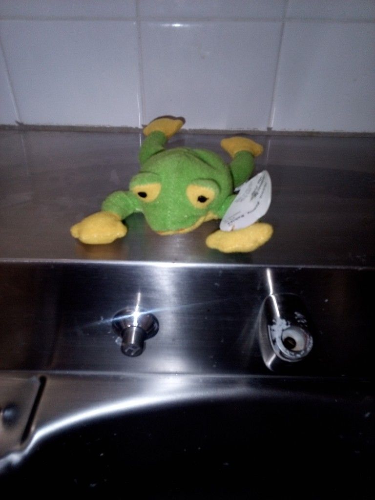 A Little Cute 🐸 Frog