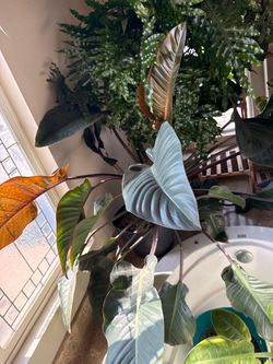 Plant