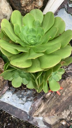 Succulents and Cactus