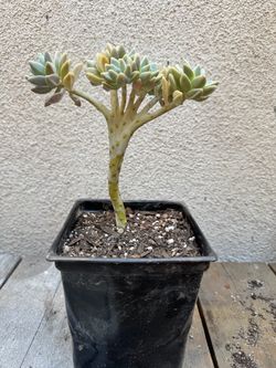 Created Mother of Pearl Succulent plant