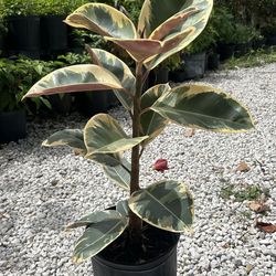 Ficus elastica 'Tineke'- rubber plant