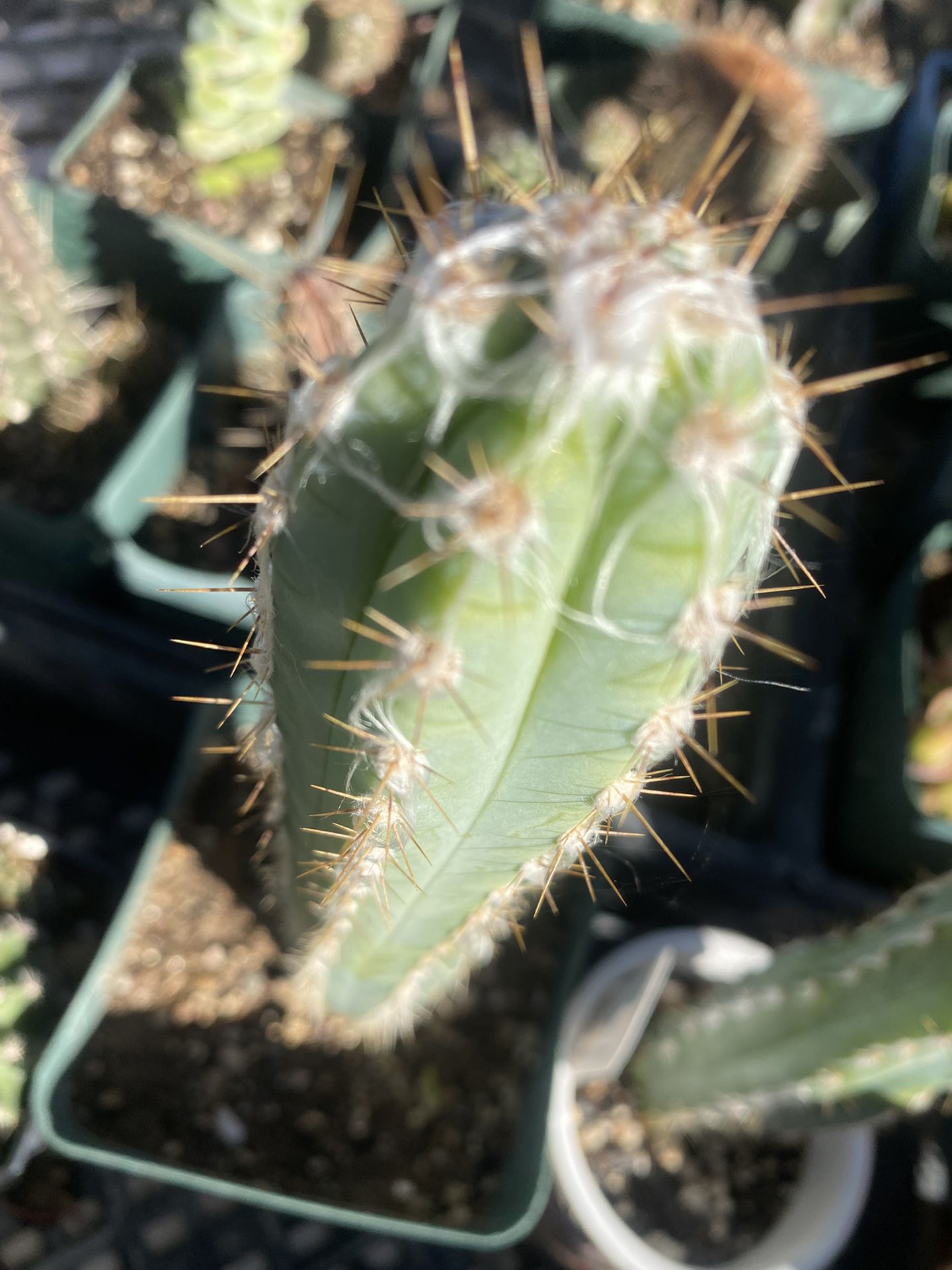 Blue Candle Cactus 10” Rooted
