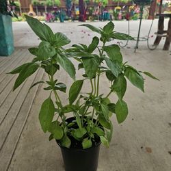 Basil, Albacar PLANTS ARRIVE, BEAUTIFUL AND HEALTHY. $10 EACH