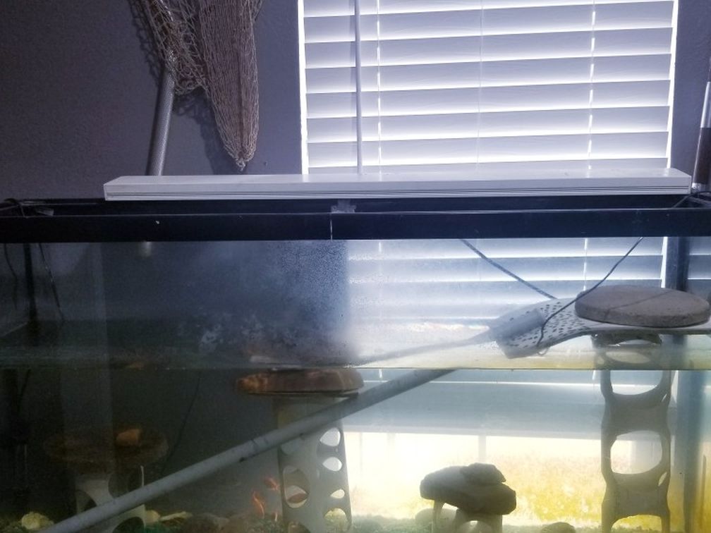 55 Gallon Aquarium with and Extras