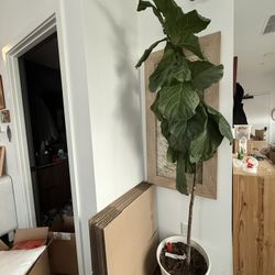 Beautiful Fig Tree For Sale $100