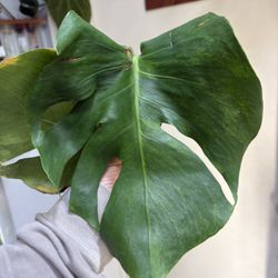 Monstera Green On Green Variegated REHAB