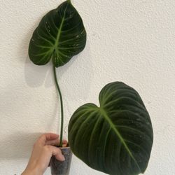 Philodendron El Choco Red 