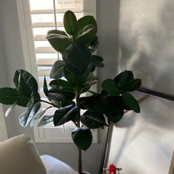 House Plant (fake) 