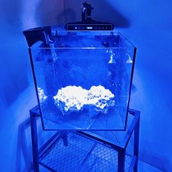 20 Gallon Salt Water Aquarium With Light And Filter 
