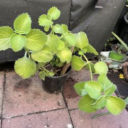 Oregano ( Cuban Oregano)