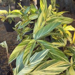 Variegated Ginger - 3gl