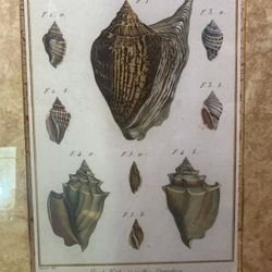Vtg John-Richard Framed Shell Artwork Wall Art 