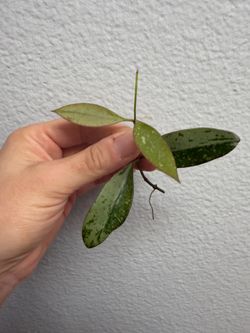 Hoya Rosita Silver