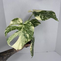 Monstera Creme Brulee Plant 
