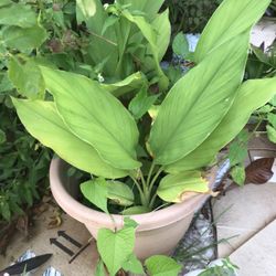 Tumeric Live Plant 2 Gallon 