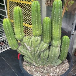 Rare Crested San Pedro Cactus