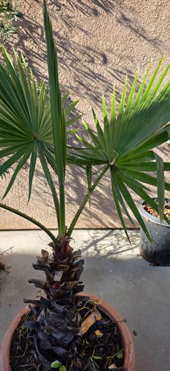 Potted Fan Palm