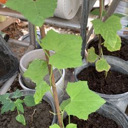Sponge Gourd Plant - Mướp 