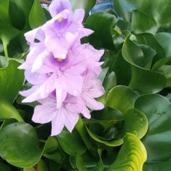 Floating Water Plants For The Pond Water Gardens Aquariums Beautiful Healthy Plants Water H Y A C I N T H With A Pretty Flower