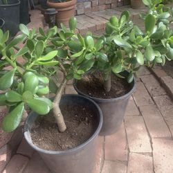 2 Lucky Jade Money Friendship Succulent Plant 🌱 