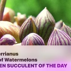 String of watermelons 🪴🍉🍉