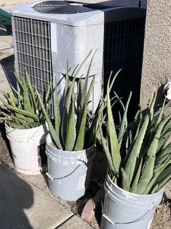 Sábilas Grandes