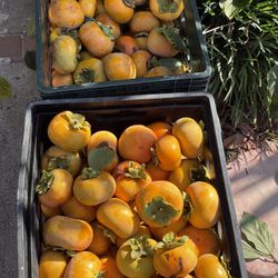 Persimos Fruit