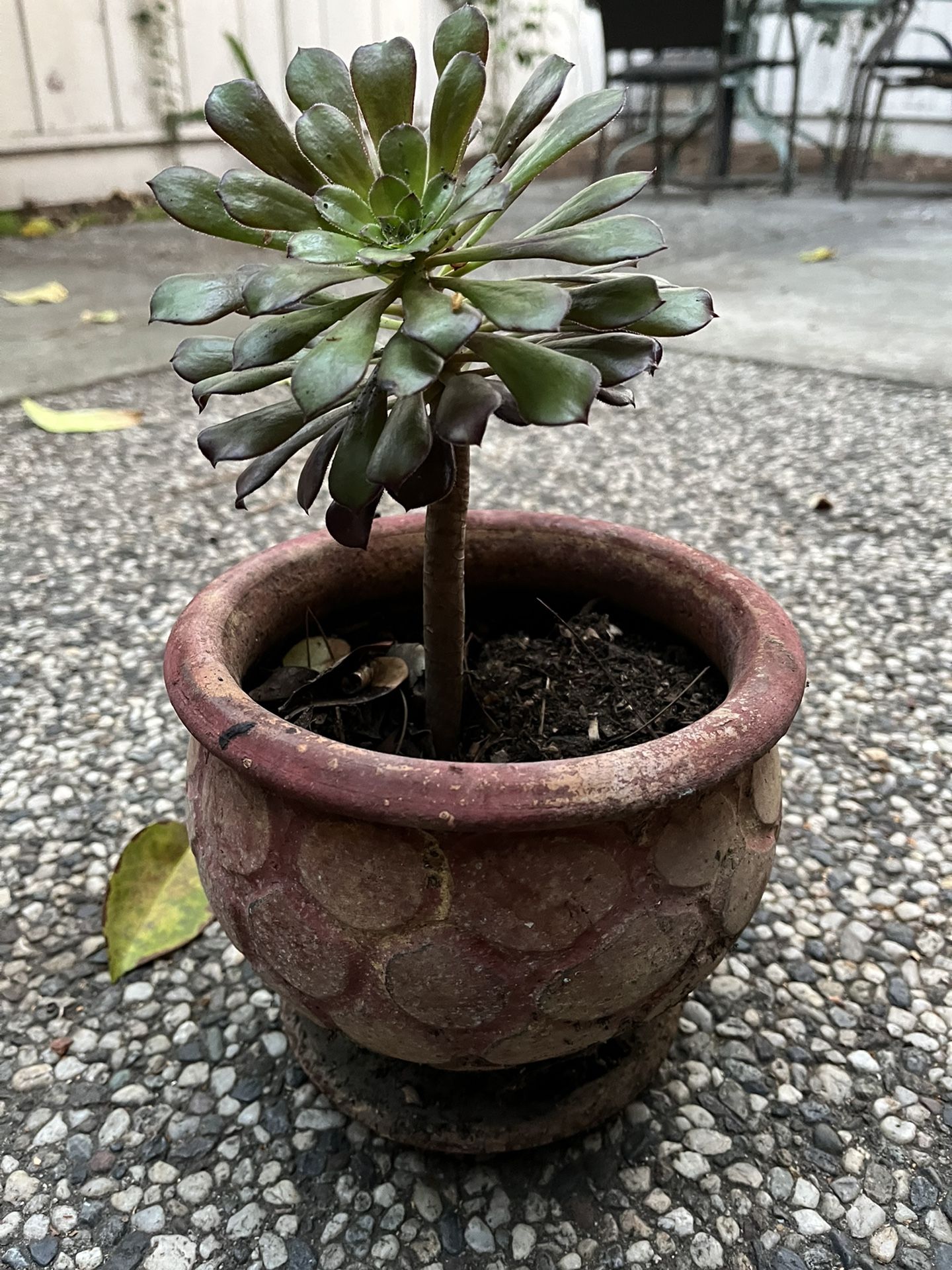 Big Succulent In Beautiful Pot