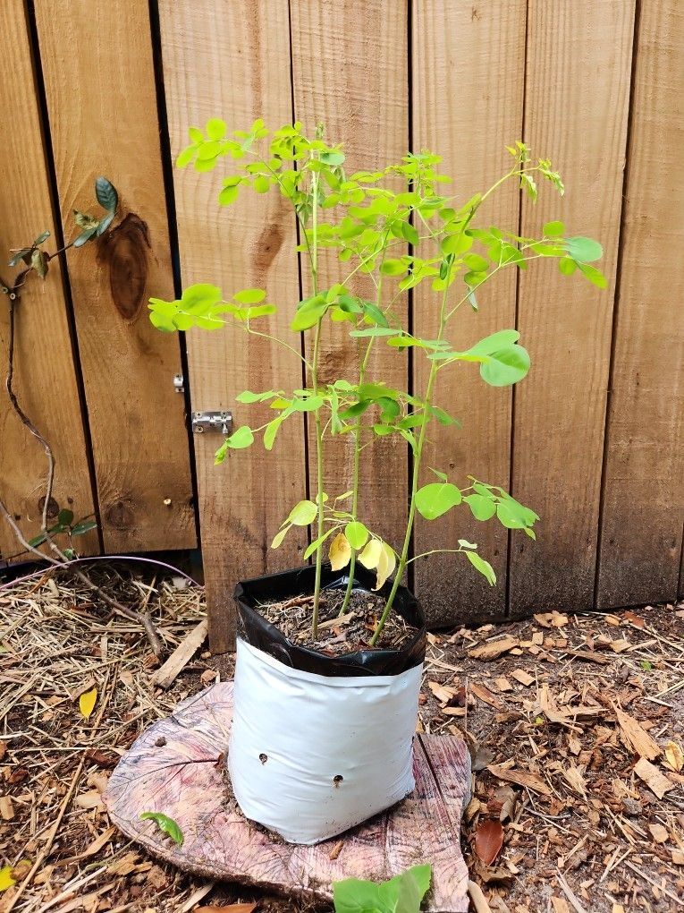 MORINGA Oleifera (The Tree Of Life)