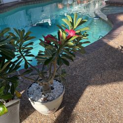 Desert Rose Actual Plant 