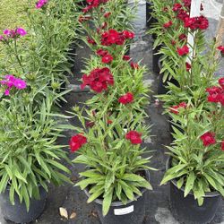 Dayanta Red & Purple – 1 Gallon 🌿